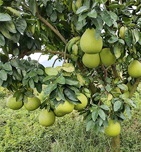 紅心柚批發(fā)