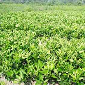 贛南臍橙苗基地